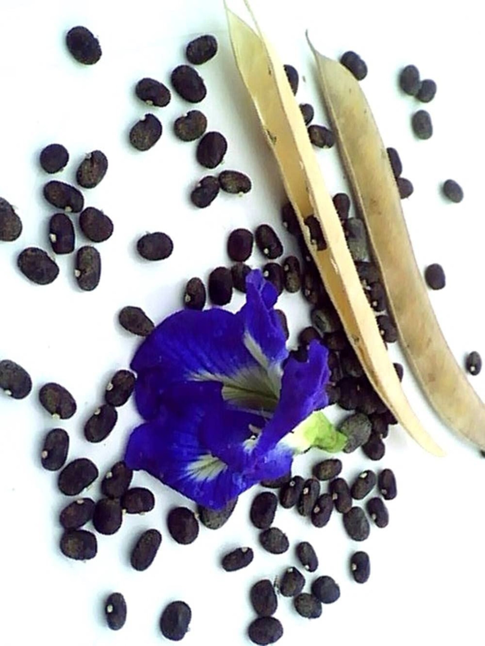 Blue Butterfly Pea Flower Seeds Clitoria Ternatea Flower Etsy
