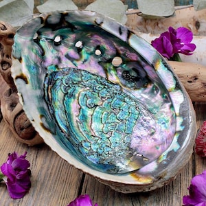 Abalone Shell (Rainbow) For Smudging, Powerful Negative Energy Cleanser, Pagan Ceremonial Tool