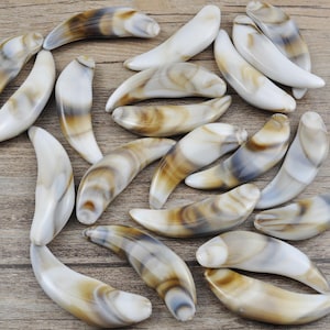 May include: A collection of white and brown shell-shaped beads with a smooth, polished finish. The beads are arranged in a random pattern on a wooden surface.