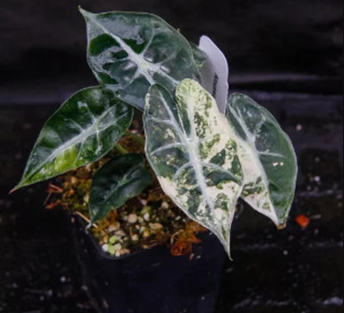 Alocasia Black Velvet Pink Variegated Half Moon Pink and White Planting Bulbs Etsy Canada