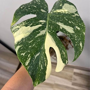 Monstera Thai Constellation Variegated Rooted Cutting Nodes With Insulated Packing Gift