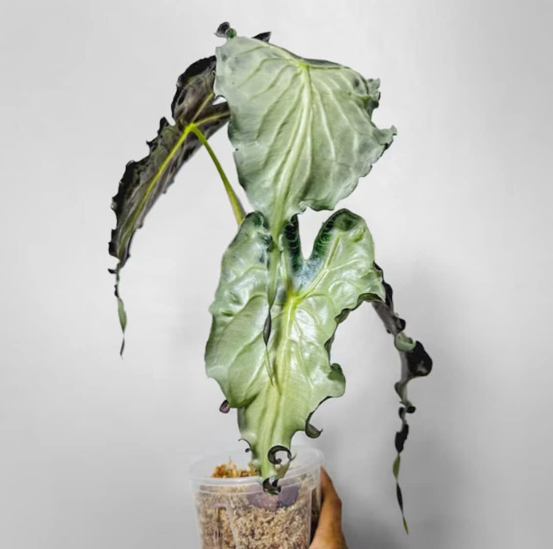 Alocasia Venom seltene Pflanze bunte Zwiebeln Samen VENOM Etsy.de