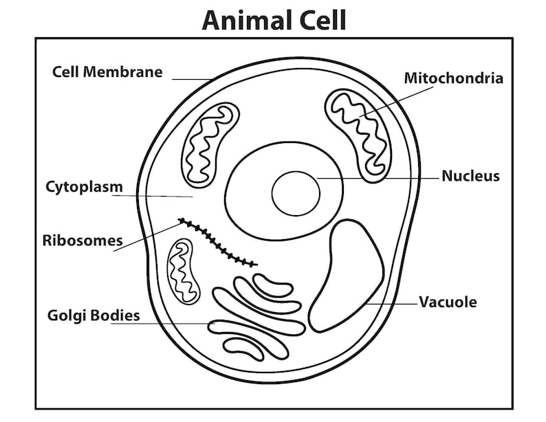 CC Cycle 1 How to Draw Science Memory Work | Classical Homeschool | CC ...
