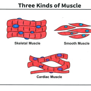 May include: Diagram illustrating three types of muscle tissue: skeletal, smooth, and cardiac. Each type is represented by a red and blue illustration.