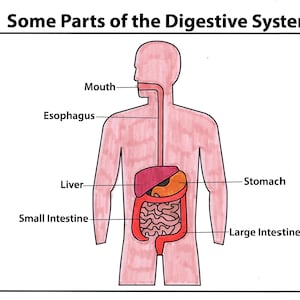 May include: A diagram of the human digestive system with labels for the mouth, esophagus, liver, stomach, small intestine, and large intestine. The diagram is drawn in a cartoon style with a pink body and red, orange, and brown organs.