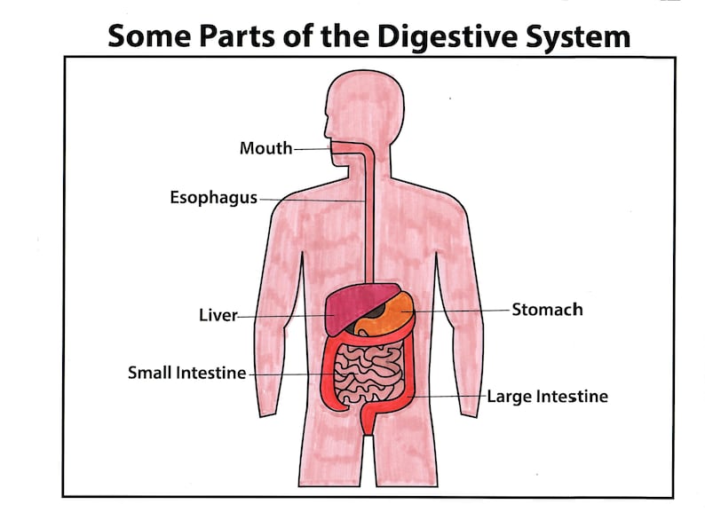 May include: A diagram of the human digestive system with labels for the mouth, esophagus, liver, stomach, small intestine, and large intestine. The diagram is drawn in a cartoon style with a pink body and red, orange, and brown organs.