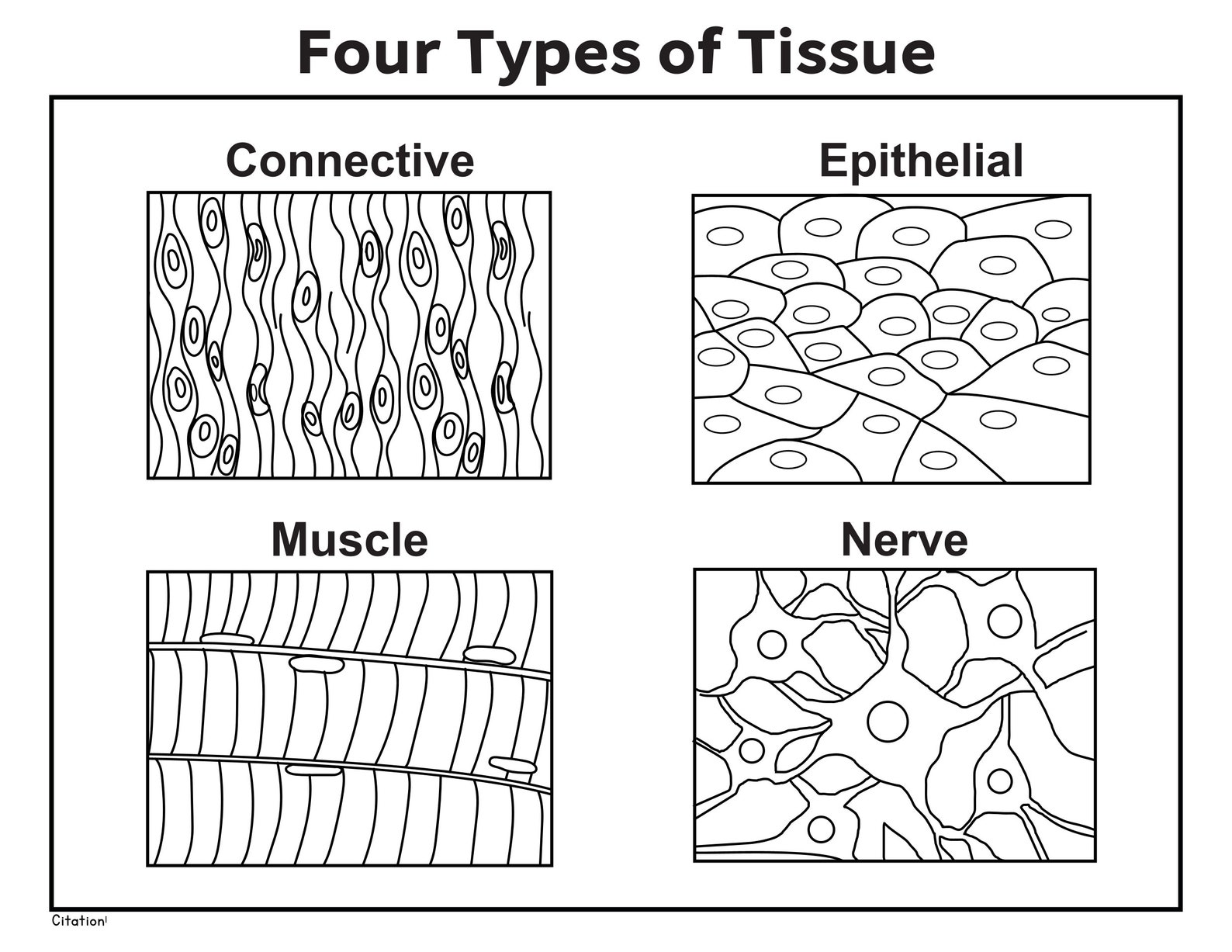 CC Cycle 3 Science How to Draw Science Memory Work Ebook Classical