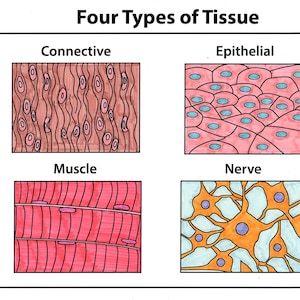 May include: Diagram illustrating four types of tissue: connective, epithelial, muscle, and nerve. Each tissue type is represented by a colorful illustration of its microscopic structure.