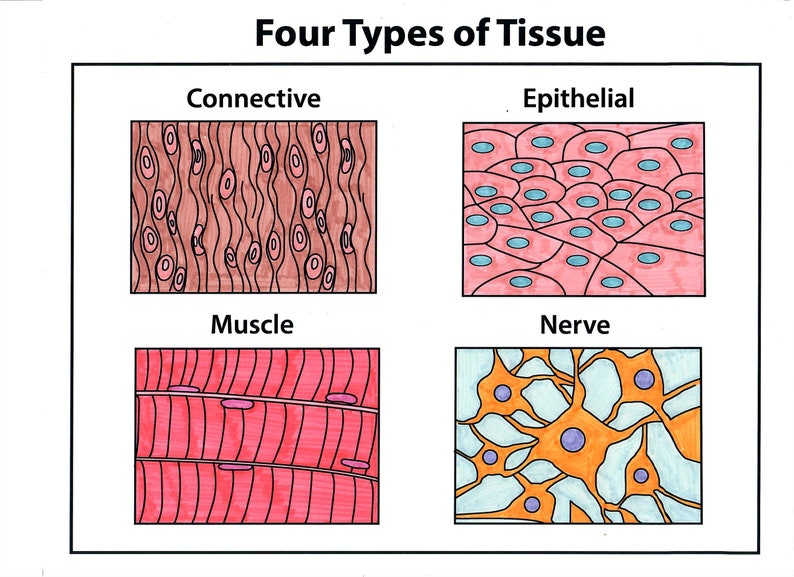 May include: Diagram illustrating four types of tissue: connective, epithelial, muscle, and nerve. Each tissue type is represented by a colorful illustration of its microscopic structure.