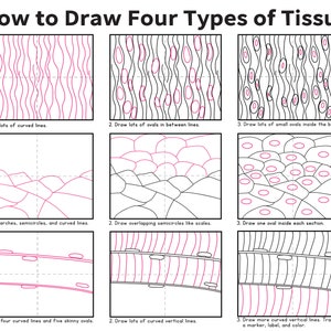 May include: A diagram showing how to draw four types of tissue: connective, epithelial, muscle. Each tissue type is represented by three different stages of drawing, with instructions for each stage.