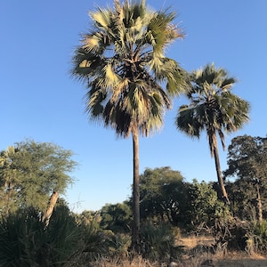 May include: Two palm trees with green fronds against a bright blue sky. The trees are in a field with other trees and bushes in the background.