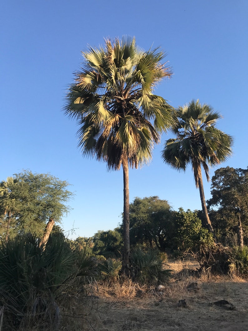 May include: Two palm trees with green fronds against a bright blue sky. The trees are in a field with other trees and bushes in the background.