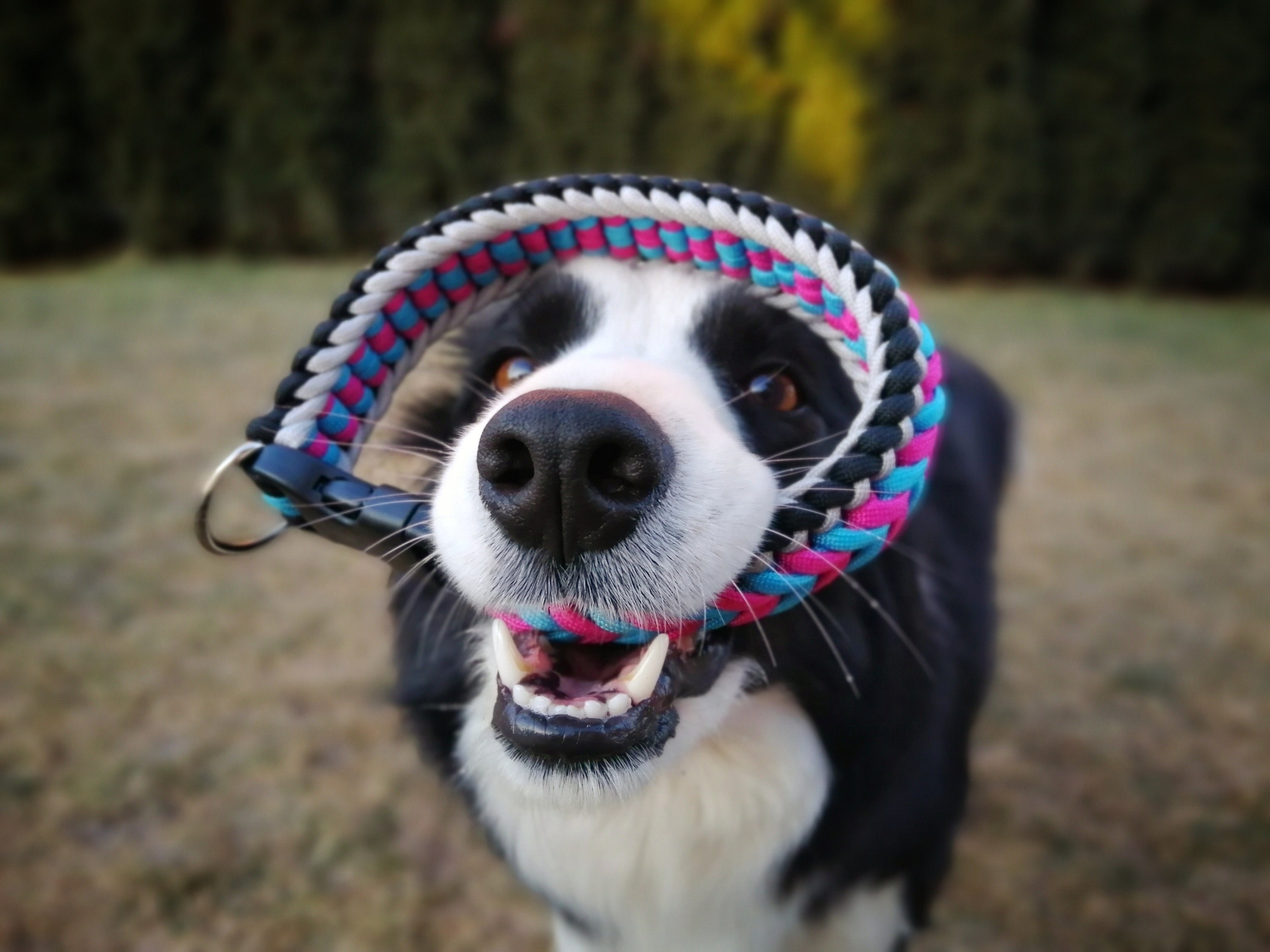 How to Make Dog Collar From Paracord, Dog Collar Paracord, Tutorial for