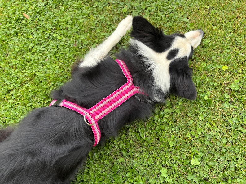 May include: A dog harness featuring a woven paracord design in alternating bright pink and white stripes. The harness includes a black plastic side-release buckle and a silver-toned metal D-ring for leash attachment, worn by a black and white dog.