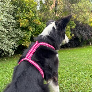May include: A black and white dog wearing a bright pink and white woven paracord harness. The harness features a braided pattern with a metal D-ring attachment point positioned on the back, securing around the chest and shoulders of the animal.