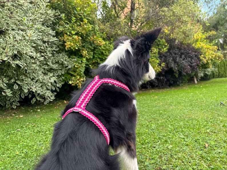 May include: A black and white dog wearing a bright pink and white woven paracord harness. The harness features a braided pattern with a metal D-ring attachment point positioned on the back, securing around the chest and shoulders of the animal.