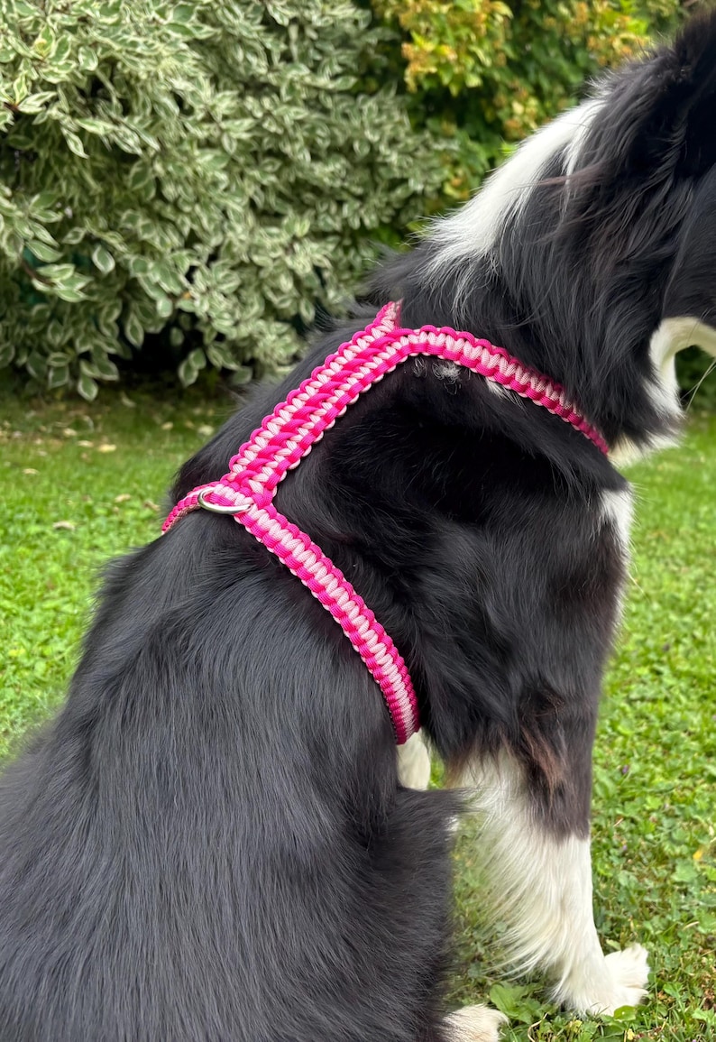 May include: A dog harness featuring a woven paracord design in alternating bright pink and white colors. The harness includes a metal D-ring attachment point positioned on the back, with adjustable straps that secure around the torso and chest.