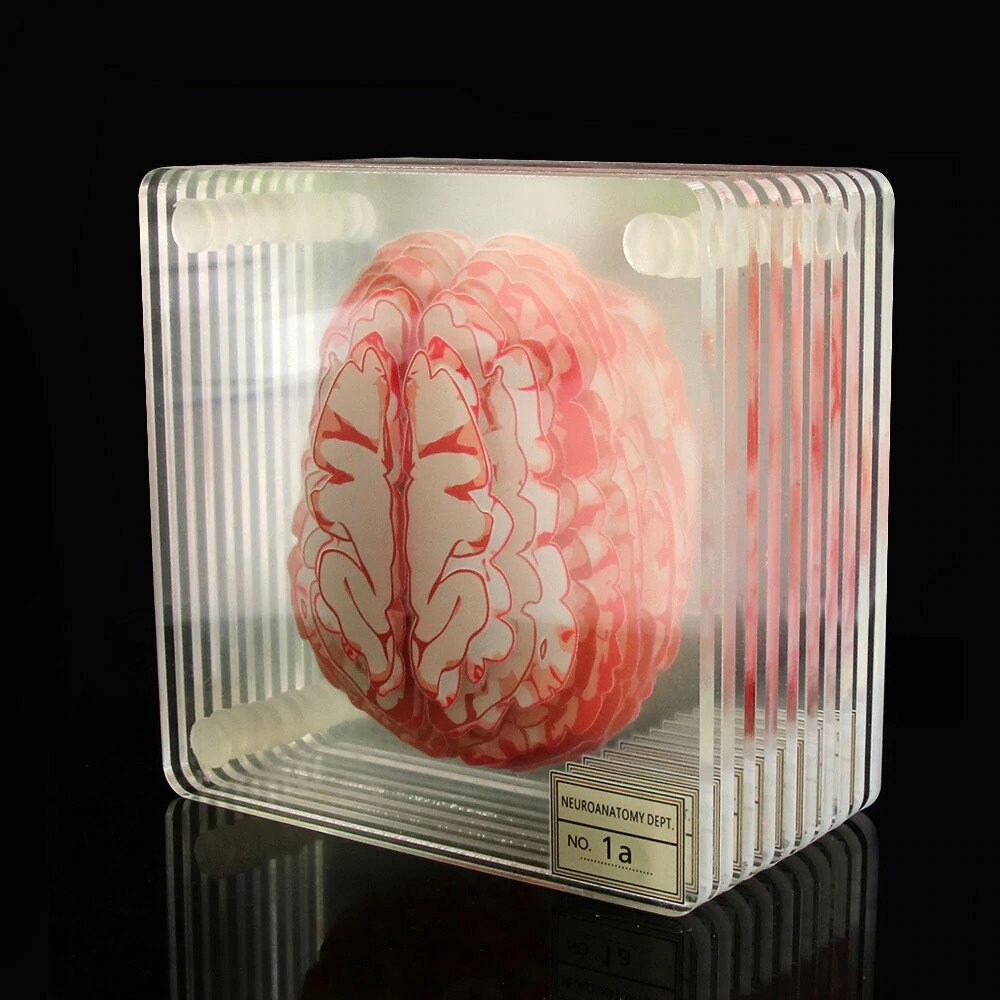 MD11149 Brain Specimen Coasters Set 3D Organ Brain Artwork Etsy