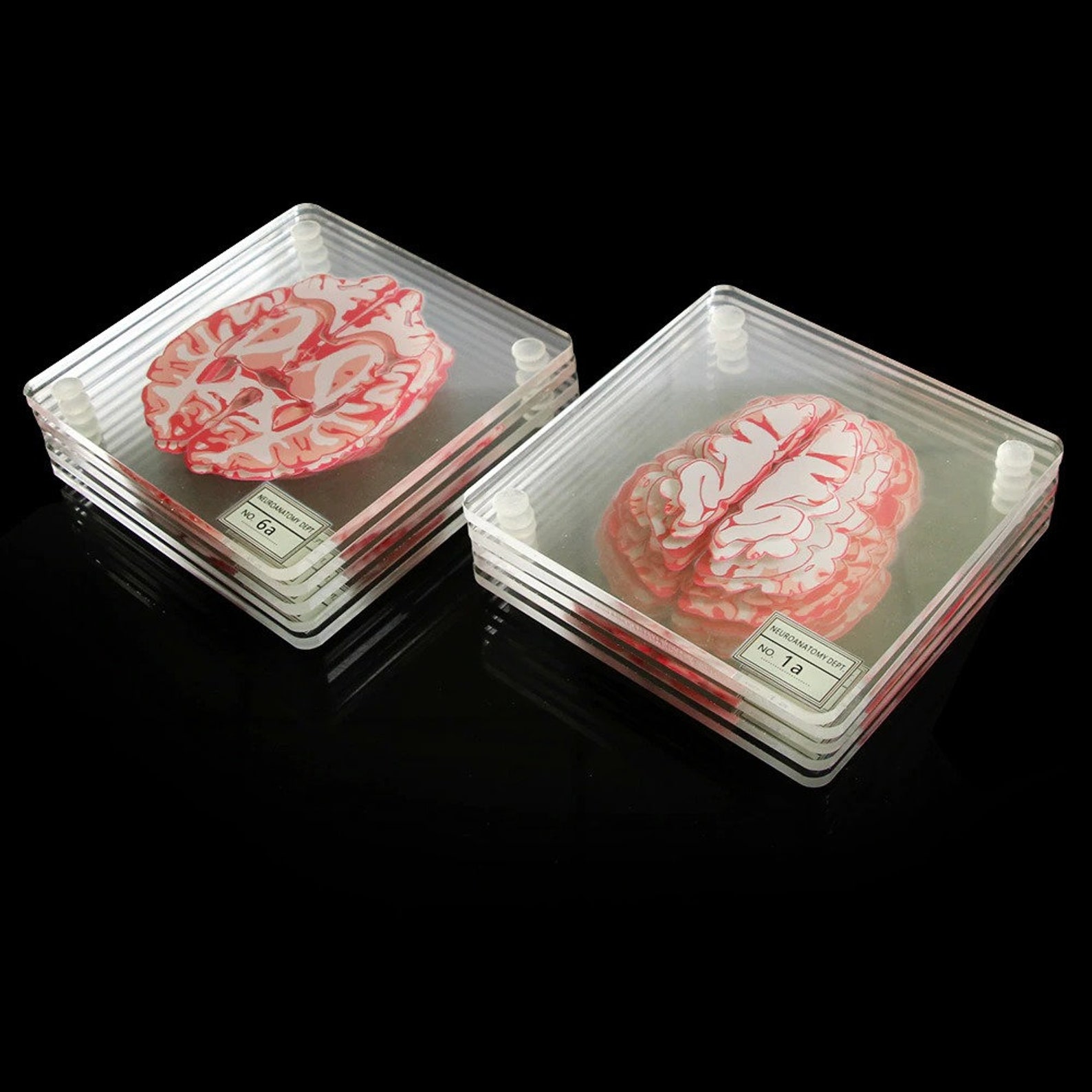 MD11149 Brain Specimen Coasters Set 3D Organ Brain Artwork Etsy