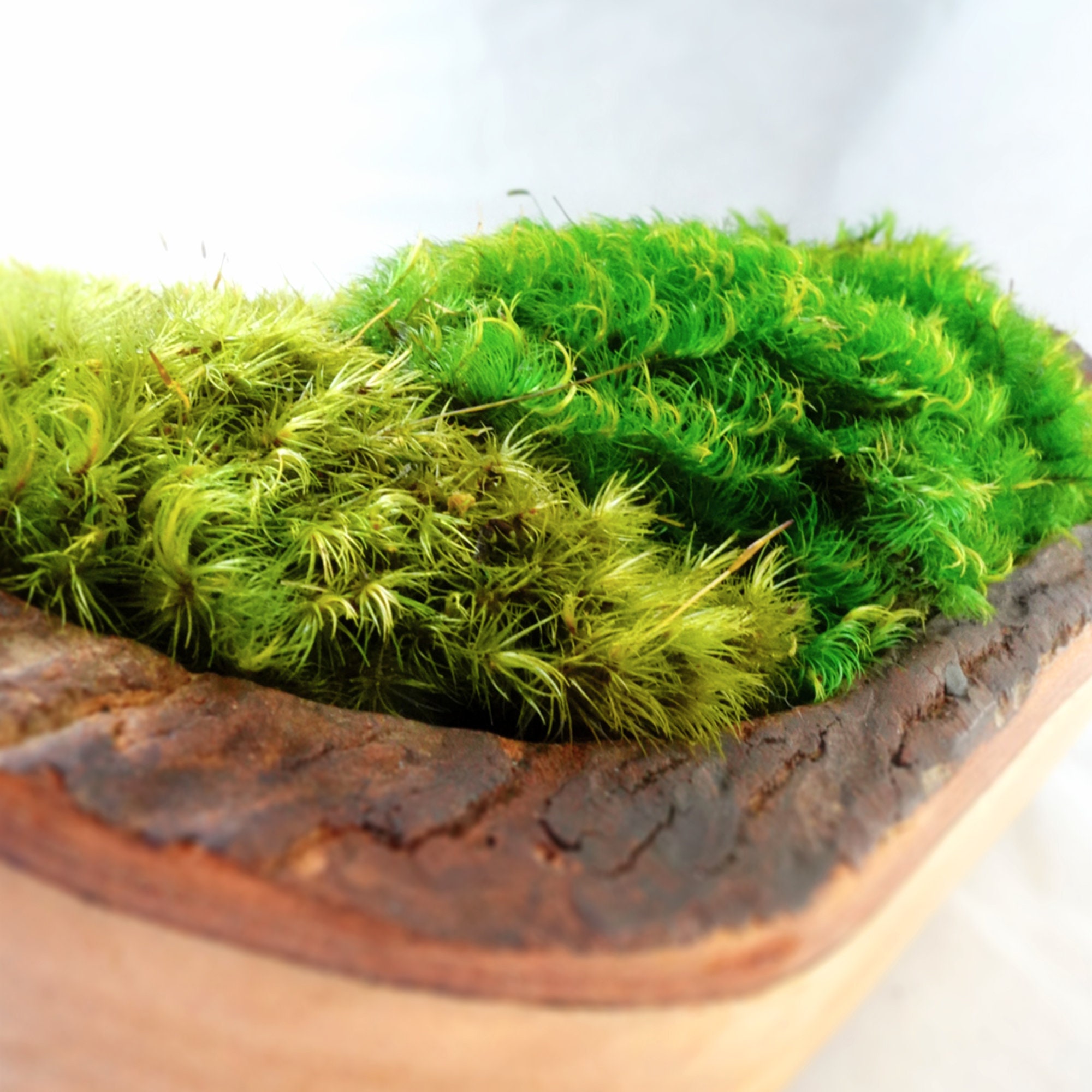 Moss Centerpiece Home Gift Tabletop Preserved Moss Bowl Etsy