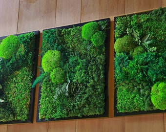 Framed Moss Wall Art Triptych: Preserved Mixed Moss, Zen Decor