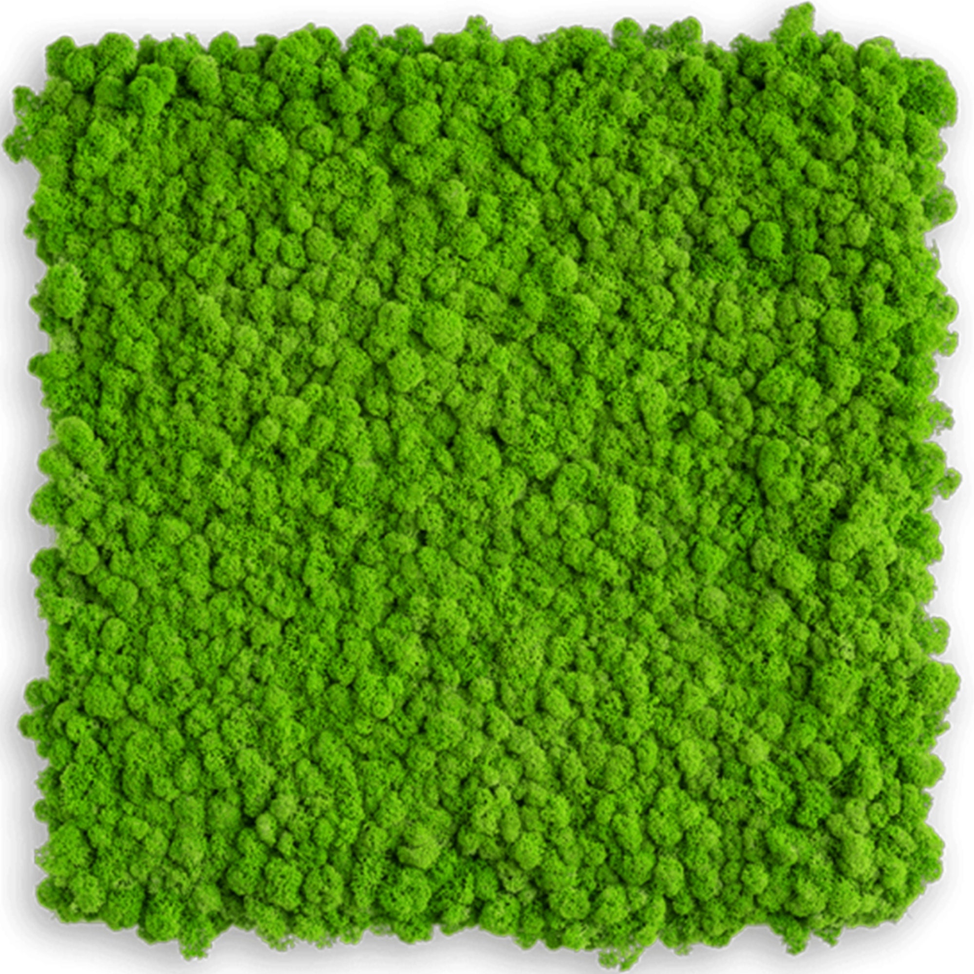 Buy Scandia Moss Products Online at Best Prices in India