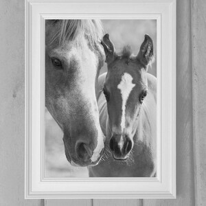 May include: A black and white photograph of a horse and foal. The horse is standing behind the foal and nuzzling its head against the foal's neck. The foal is looking at the camera.