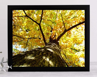 Autumn Tree Photography Print, Digital and Printable Wall Decoration, Nature Art, Modern Home Decor, Instant Download