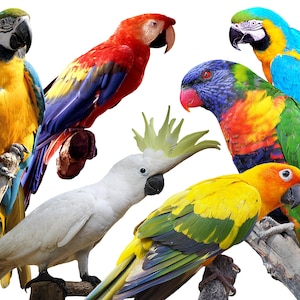 Digital Parrots: 6 Realistic Printable Birds, Ideal for Window Stickers or Wall Decor in Kids&#39; Room, A4 Images Print Pack, Instant Download