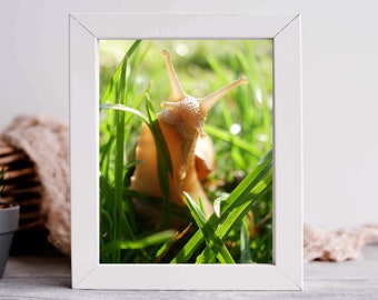 Cute Snail in the Grass, Animal Photograpy Print, Digital and Printable Wall Decoration, Nature Art, Modern Home Decor, Instant Download