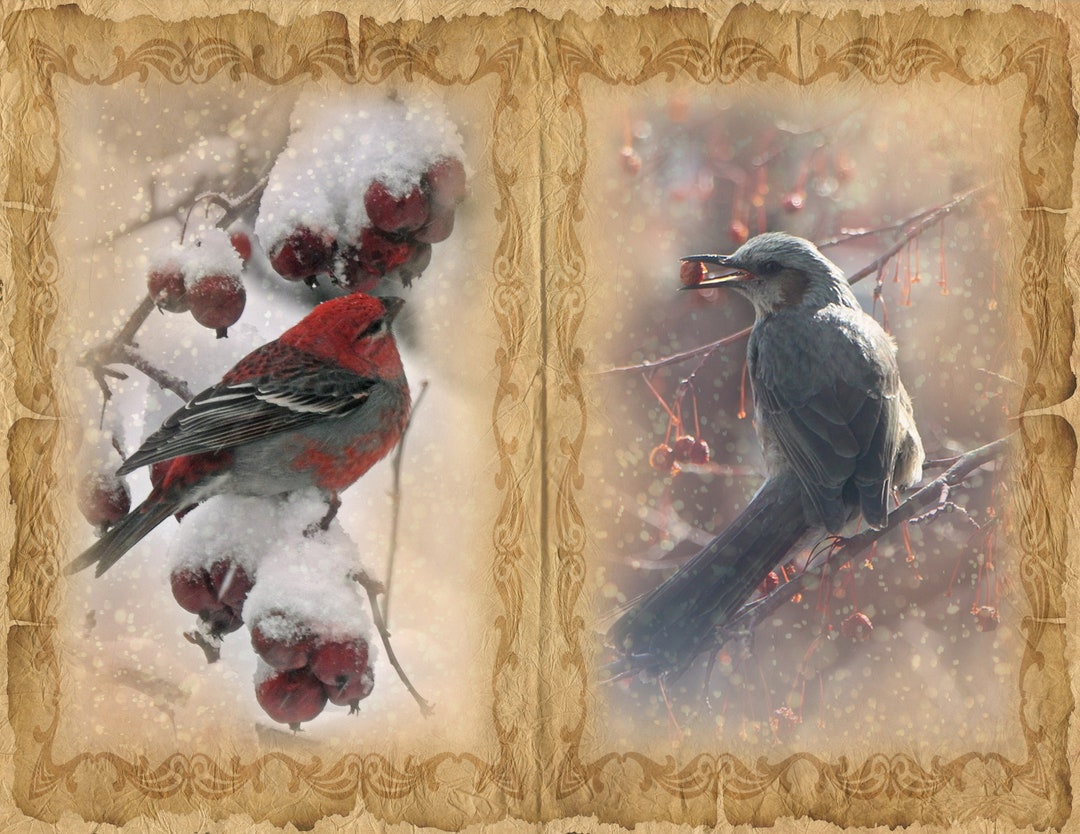 Winter Birds Junk Journal Pages, Birds Digital Printable Papers for ...