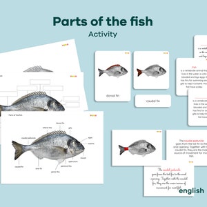 FISH PARTS Unit Study 3 Part Cards, Fish anatomy Montessori Definition Booklet, Fish Zoology Bundle Lesson, Parts of the Fish activity