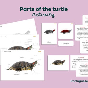 Peut inclure: Matériel pédagogique sur l'anatomie de la tortue. L'image comprend des schémas, des cartes et du texte en portugais. Le graphique principal montre une tortue avec des parties du corps étiquetées, et le texte dit "Parts of the turtle Activity."
