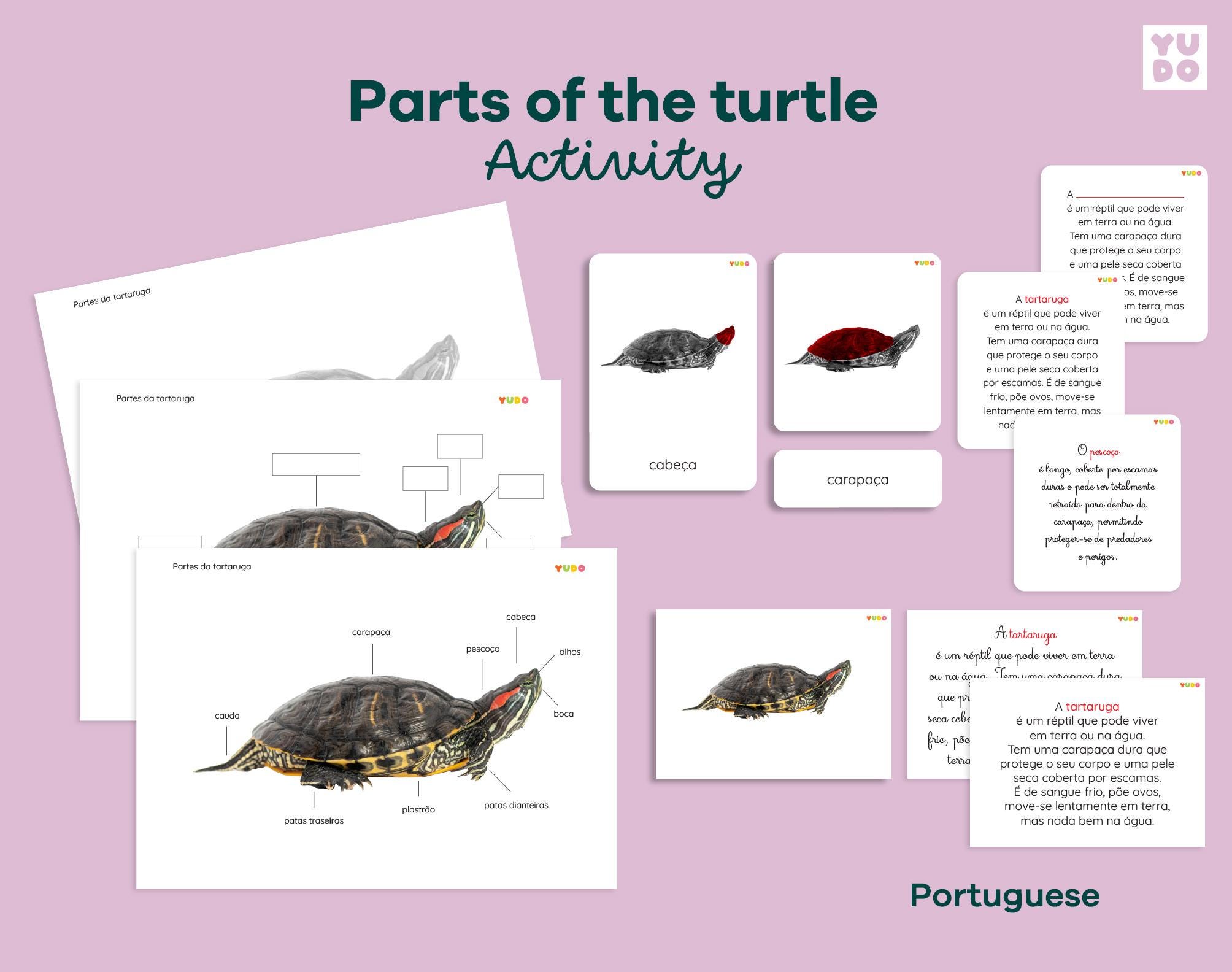 Montessori Parts of the Turtle 3part Cards With Definitions, Zoology ...