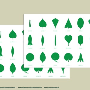 Botany Cabinet Control Chart and cards, Botany BUNDLE, leaf anatomy, Parts of a leaf, Leaf Shapes 3 part Cards, Leaf Identification Cards