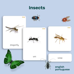 INSECTEN Montessori Cards, Bugs flashcards, Nature Study for Spring and Summer, Toddler nomenclatuur cards, Digital printable Spring cards