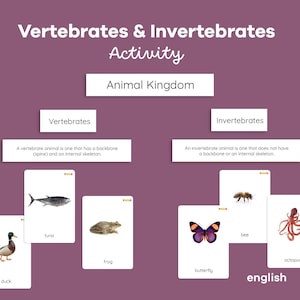 Op de afbeelding: Educatieve activiteit met dierenkaarten, gecategoriseerd in Vertebraten en Invertebraten. Bevat illustraties van een eend, tonijn, kikker, bij, vlinder en octopus. De tekst op de kaarten en de achtergrond is in het Engels.