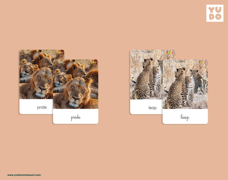 Animal Groups Matching Activity Cards, Montessori Zoology Unit Study ...