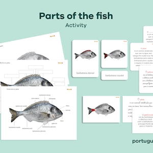 Teile eines Fisch-Nomenklaturbuchs, 3-teilige Karten, Fischanatomie-Definitionen, Fisch-Zoologie-Einheitsstudie, Montessori-Materialpaket auf Englisch