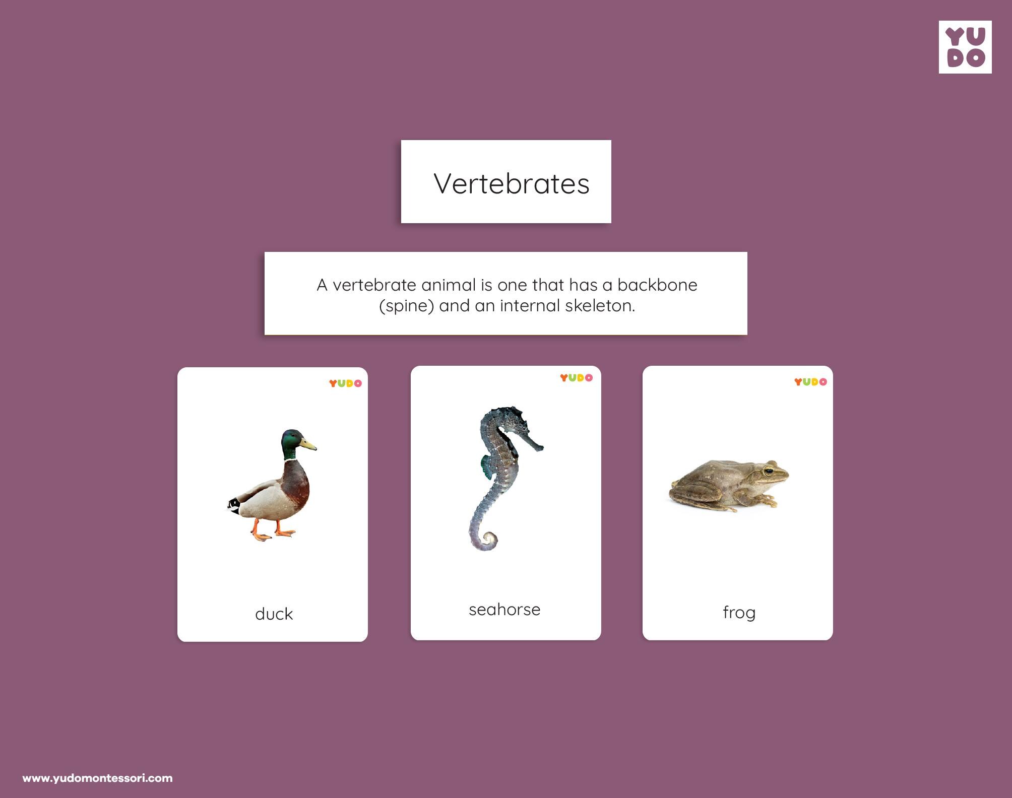 Vertebrates Sort Vertebrates & Invertebrates Sorting Activity, Montessori Zoology Unit ...