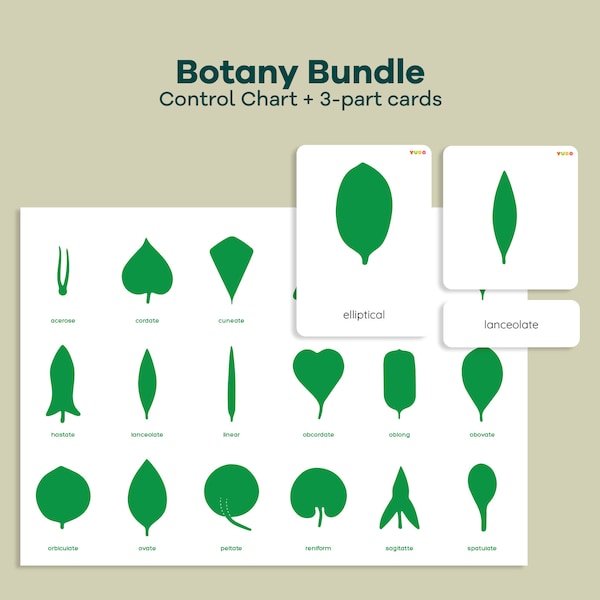 Montessori Leaf shapes control chart, Montessori Botany cabinet Cards, Nature study unit, Leaf shapes chart, Botany cabinet nomenclature