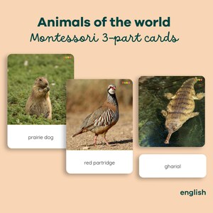 Puede incluir: Tarjetas Montessori de 3 partes con animales. Las tarjetas muestran un perro de la pradera, una perdiz roja y un gavial. El texto "Animals of the world" está en la parte superior, con la palabra "english" en la parte inferior.