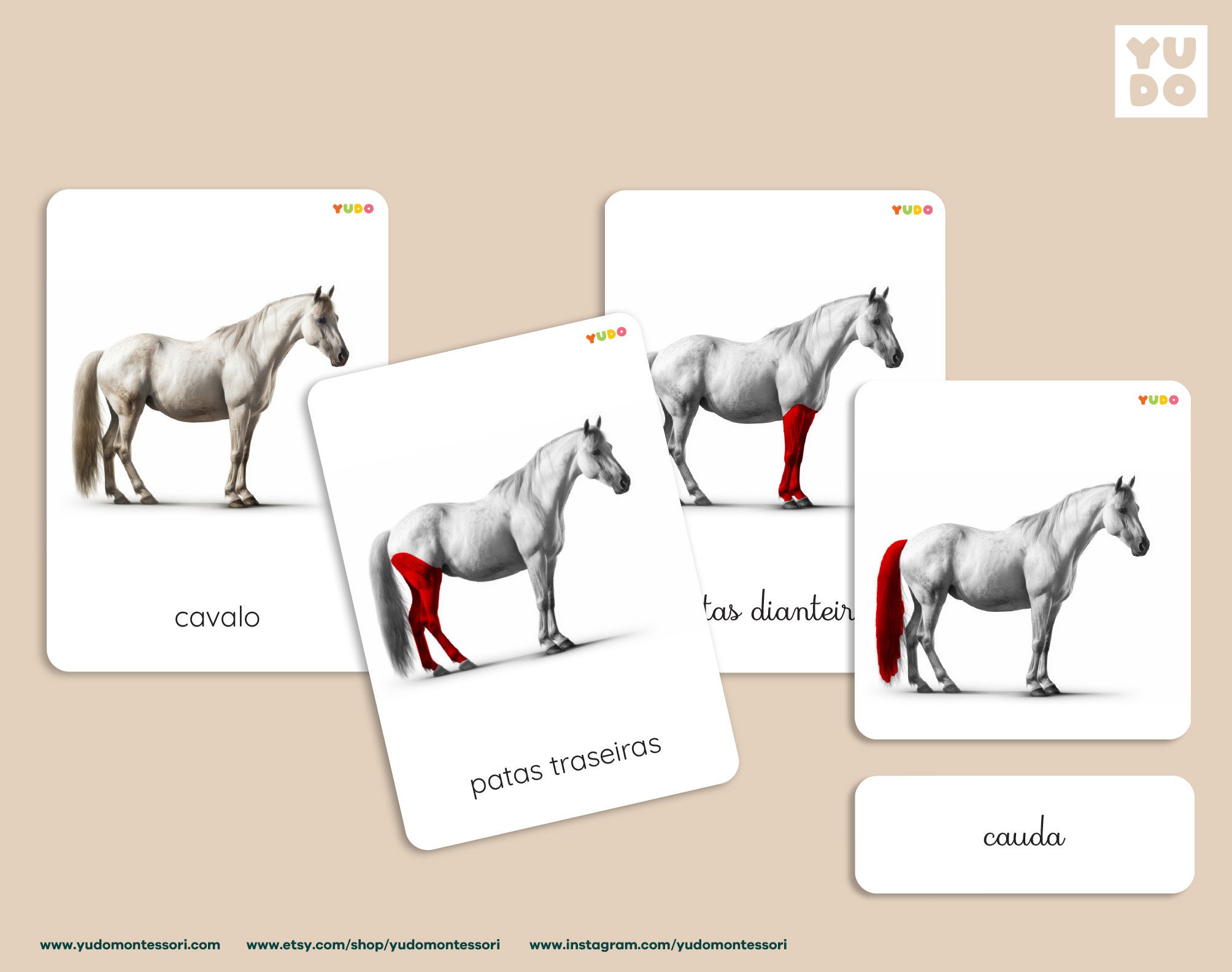 BUNDLE Horse Anatomy Definition Cards and Booklet, Mammal Study Lesson