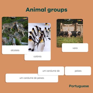 Schede per abbinare attività con nomi collettivi di animali, schede per selezionare la fauna selvatica, set per l'apprendimento della natura, flashcard educative per l'habitat