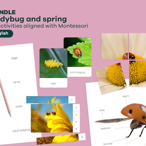 Pode incluir: Um pacote de atividades imprimível inspirado em Montessori para aprender sobre joaninhas. O pacote inclui 13 atividades, como cartas de correspondência, quebra-cabeças e diagramas de rotulagem. As atividades são projetadas para ajudar as crianças a aprender sobre o ciclo de vida de uma joaninha, do ovo ao adulto.