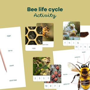 Puede incluir: Una hoja de actividades sobre el ciclo de vida de la abeja con imágenes de huevos, larvas, pupas y abejas adultas. La hoja de actividades también incluye un diagrama de una abeja con partes etiquetadas, incluyendo la cabeza, el tórax, el abdomen, la antena, el ojo compuesto, la pata delantera, la pata trasera y el micrófono.