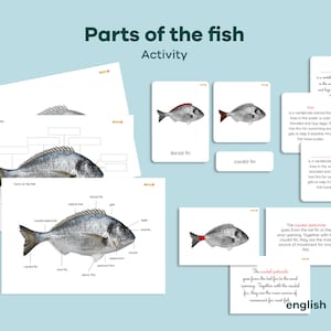 Activité de définition des PARTIES DU POISSON, Livret de zoologie du poisson, Cartes d’anatomie du poisson en 3 parties, Étude d’unité Montessori, Matériel groupé pour les enfants