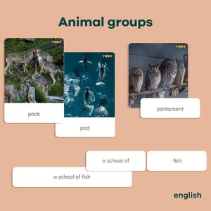 Carte attività corrispondenti a gruppi di animali, studio dell'unità zoologica Montessori, carte di classificazione per categoria fauna selvatica, set di creature e loro habitat