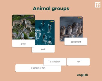 Animal Groups Matching Activity Cards, Montessori zoology unit study, Wildlife Category Sorting Cards, Creatures and Their Habitats set