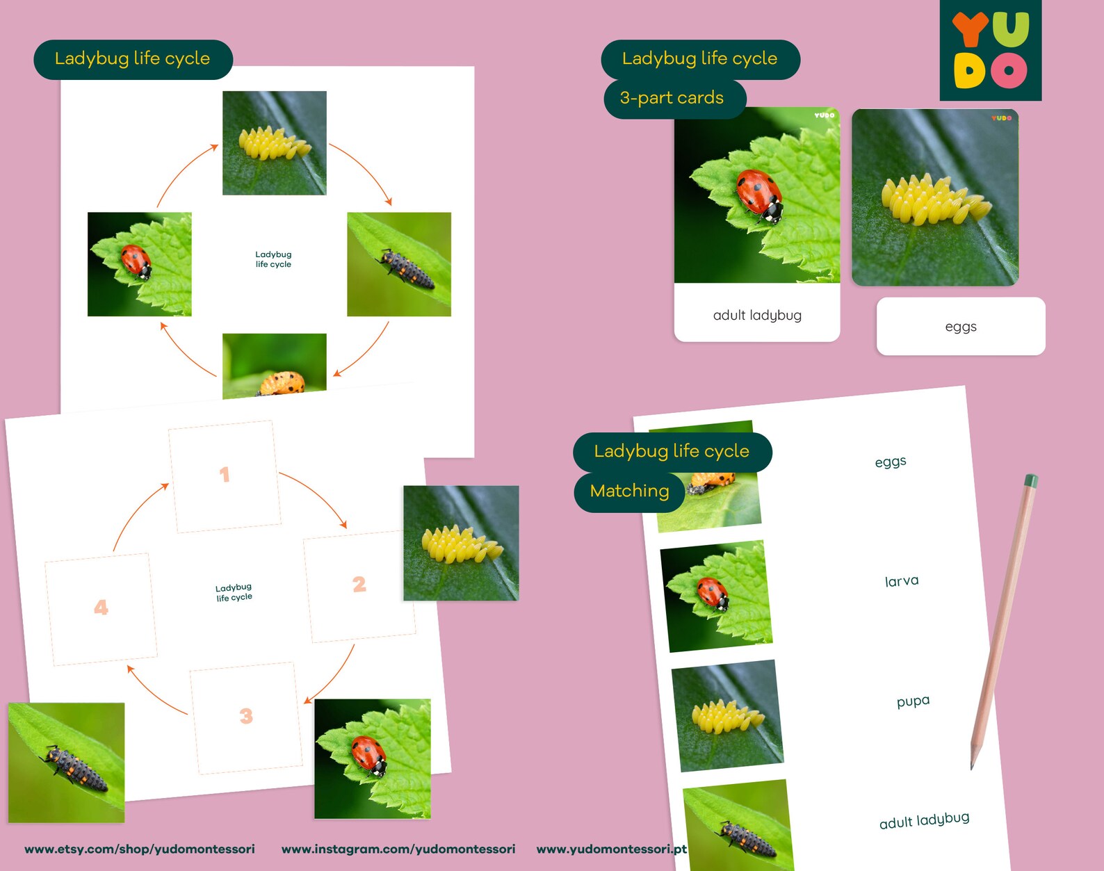 Montessori BUNDLE Activities for Kids, Ladybug Anatomy, Ladybug Life ...